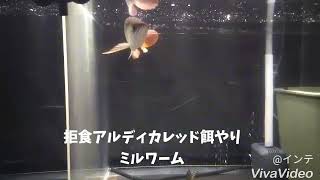 アクアリウム アルディカレッド餌やり ミルワーム 過背金龍 アロワナ飼育