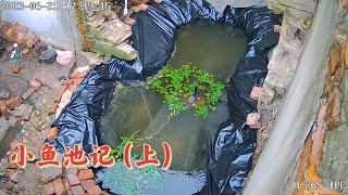 I dug a pond to raise fish in a small rural courtyard, which is very pleasant#village life