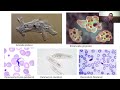 Protozoa - Protista Mirip Hewan - Kelas Online Biologi/ KOBi - ZadaEdu