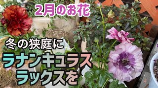 【ガーデニング】２月のお花　冬の狭庭にラナンキュラスラックスを！