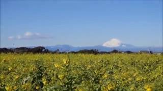 ソレイユの丘の菜の花畑｜Nagai Seaside Park（Soleil-no-Oka） Rape blossoms｜Yokosuka City Kanagawa Prefecture Japan