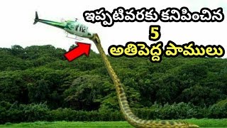 ప్రపంచంలోనే అతి పెద్ద పాము ఇదే..దీని పొడవు ఎంతో తెలిస్తే షాక్ అవుతారు || Biggest Snakes In The World