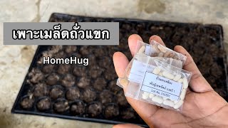 เพาะเมล็ดถั่วแขกก่อนลงแปลงปลูก | บ้านไร่โฮมฮัก