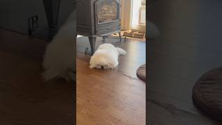 ペキニーズを眺めていると だんだん眠くなる⁉︎ 寝る子は育つ 8歳 #Shorts #pekingese #癒し