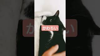 最近忙しくて動画投稿まともにできませんでした。すいません。これからも動画投稿していくのでどうか応援よろしくぉ