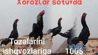 Sotiladigon xorozlar