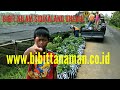 BIBIT NILAM, JUAL BIBIT NILAM UNGGUL, BIBIT NILAM SIDIKALANG, JUAL BIBIT NILAM DI PURWOREJO