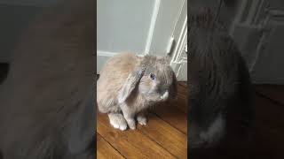 Angry bunny