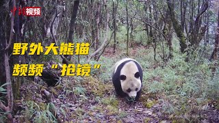 大熊猫等珍稀野生动物频频“抢镜”