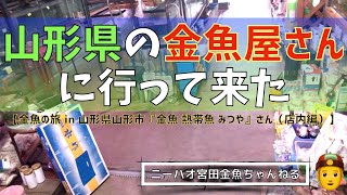 【ニーハオ宮田】金魚ちゃんねる_『山形県の金魚屋さんに行って来た 【金魚の旅 in 山形県山形市『金魚 熱帯魚 みつや』さん（店内編）】』