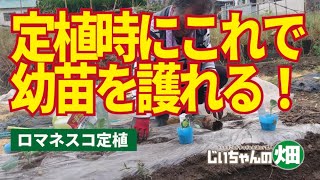 ダイアジノンとオルトラン粒剤。定植苗を害虫から護るためにおすすめです。ロマネスコ定植動画でご覧ください。10/9