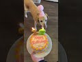 sign to throw your dog a birthday party the pack