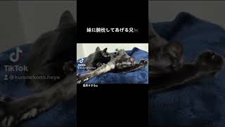 【カップル⁉︎】黒猫の腕枕 #shorts