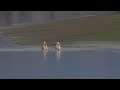 卷羽鵜鶘 dalmatian pelican