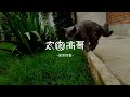 原来蓝猫也会打猎，下手快准狠，憨头憨脑的胖子竟有如此身手