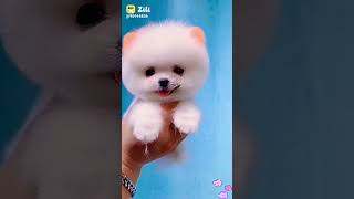 rs 20000 dog so much cute 🥰🥰