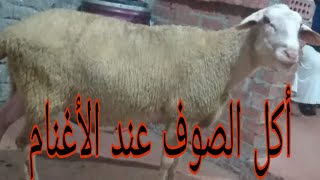 أكل الصوف عند الأغنامEating wool in sheep#فرج_فارم