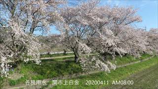 R02 桜 各務用水 関市上白金 20200411 AM08:00