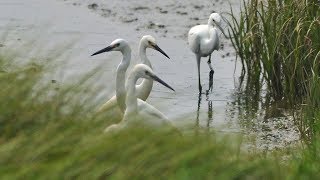 Tens of thousands of young egrets fly the nest in E China