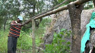 Tribals from India are incredible hut builders