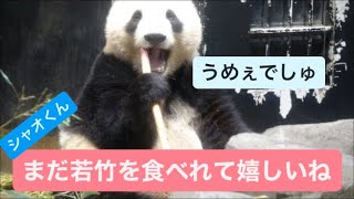 レイちゃんのお昼寝中にシャオコアラちゃん現る　2023.07.10 Cute panda twins