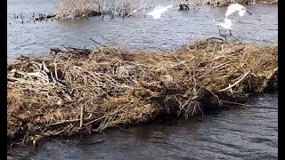 Lepelaar Nieuwkoopse plassen De lepelaars zijn terug! 14 februari