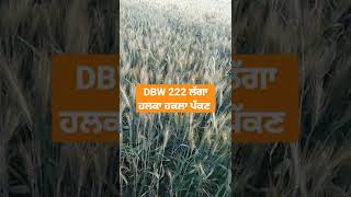 ਸੁਨਿਹਰੀ ਰੰਗ ਹੋਣ ਲਗਾ DBW 222 ਕਣਕ ਦੀ ਕਿਸਮ