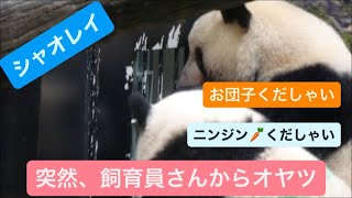 シャオくんとレイちゃん、飼育員さんから口元におやつをもらう 2023.09.13