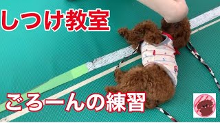 しつけ教室その②ごろーんの練習【トイプードルのサラ】