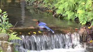 [生態紀錄] 台灣藍鵲 洗澡｜陽明山國家公園