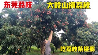 东莞旅行最后一天，大岭山摘荔枝，吃荔枝柴烧鹅！东莞发展太好了