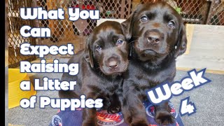Puppies Week 4: Potty Training, Weaning & Pen Setup | What You Can Expect