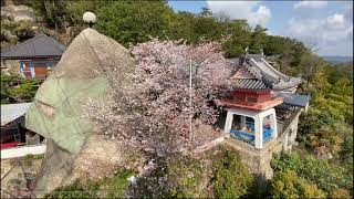 【尾道】千光寺公園の桜ダイジェスト