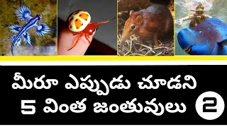 Top 5 Amazing animals Ep 02|| in Telugu || blue glaucus || elephant shrew #StarMaa