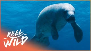 The Incredible Protection Of The Manatees Of Belize | 1000 Days for the Planet