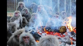 サルもたき火でぬくぬく