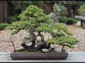 Bonsai Tree Beginners—Everything You Need to Know