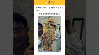 붕어빵 멸종위기? 붕세권이 자랑인 이유