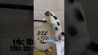 Smart Kitten: A Hassle-Free Toilet