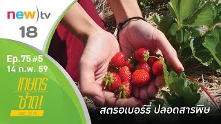 เกษตรซ้าด ep.75#5 | สตรอเบอร์รี่ปลอดสารพิษ | 14-02-59 | new)tv