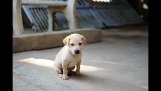 小狗的叫声   The barking of a puppy