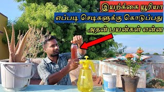 செடிகளை வேகமாக வளர வைக்கும் இயற்க்கை யூரியா எப்படி பயன்படுத்துவது @gardeningtamil