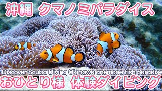 0330【クマノミパラダイス】おひとり様体験ダイビングとおんなの駅で揚げてサーターアンダギー【沖縄県恩納村】