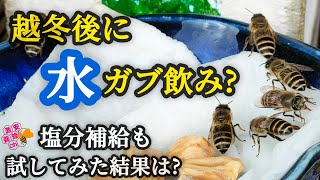 2月下旬晩冬の日本蜜蜂。水は暑さ対策だけだと思ってた。