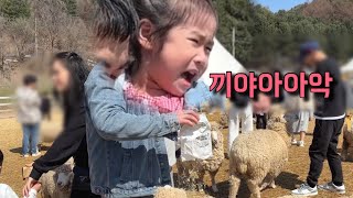 공포의 양떼목장ㅣ결국 토끼에게로ㅣ육아vlog