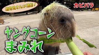 ごはん中のカピバラにヤングコーンをあげてみた（Capybara）