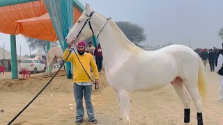 ਮੁਕਤਸਰ ਮੰਡੀ horse mandi #viral #farming #shonkisardar #farmer #horeslover #hores #viral