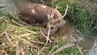 आज हमारे खेत पे आया बारहसिंगा हिरन🦌