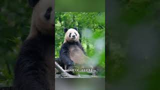 祝囡囡倩倩姐妹生日快乐，熊生顺遂 #大熊猫 #panda