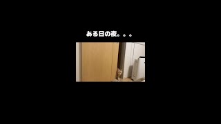 遊んでほしくてお気に入りのおもちゃを持ってくる猫 #Shorts